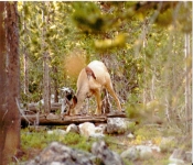 Montana1988  029